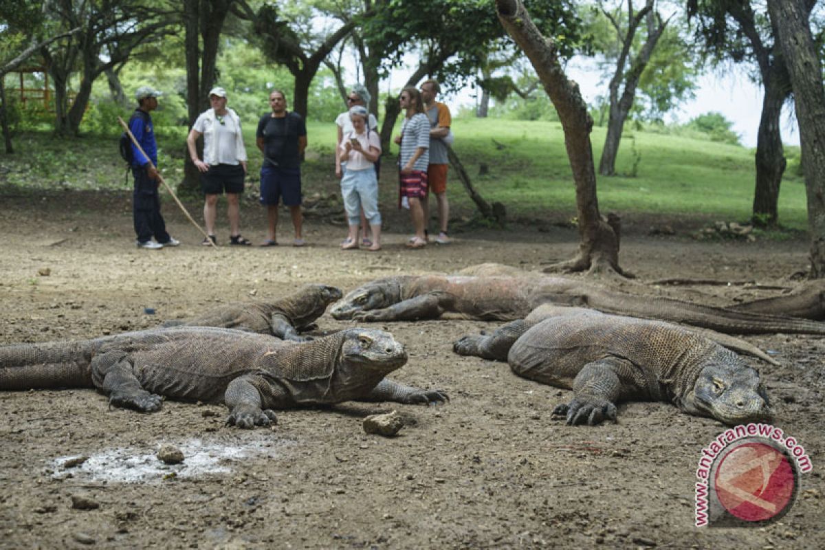 Sensasi Bertemu Komodo di Habitat Aslinya, Labuan Bajo Memang Luar Biasa!
