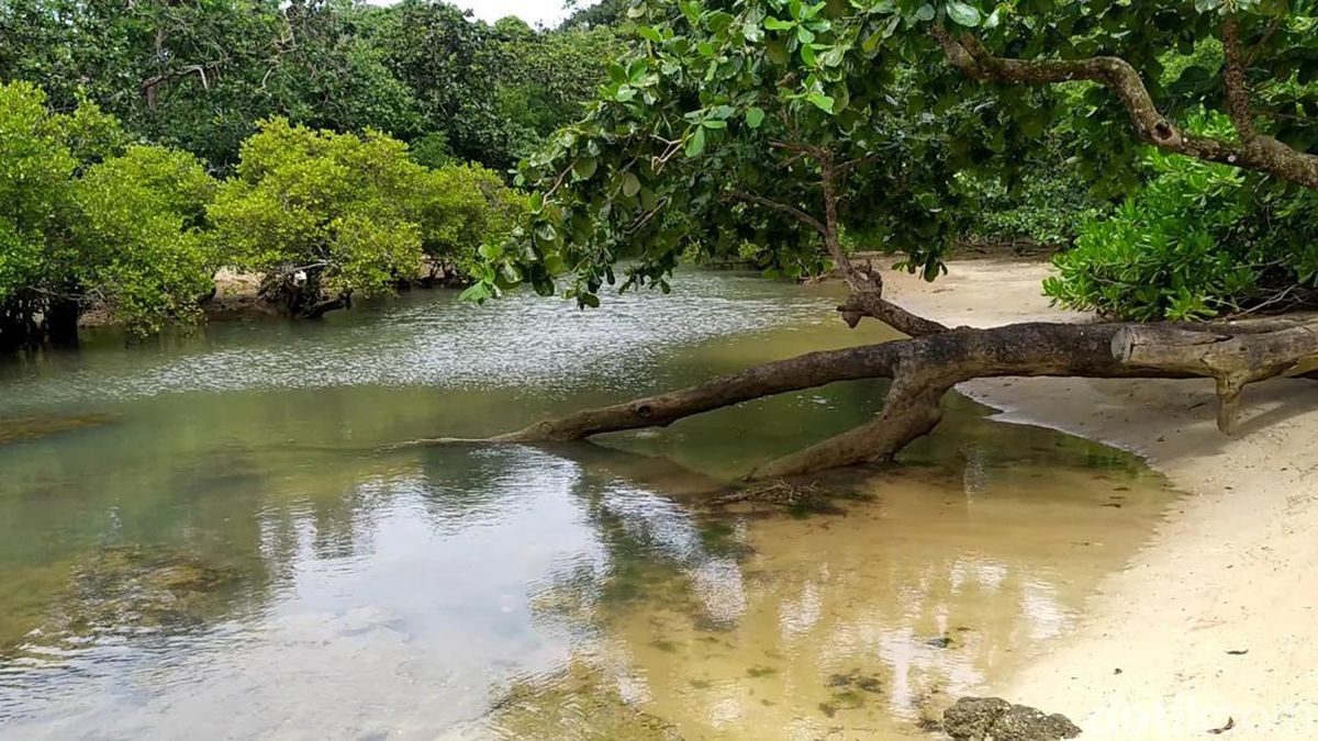 Cagar Alam Leuweung Sancang: Menyatu dengan Alam di Tengah Keindahan Garut